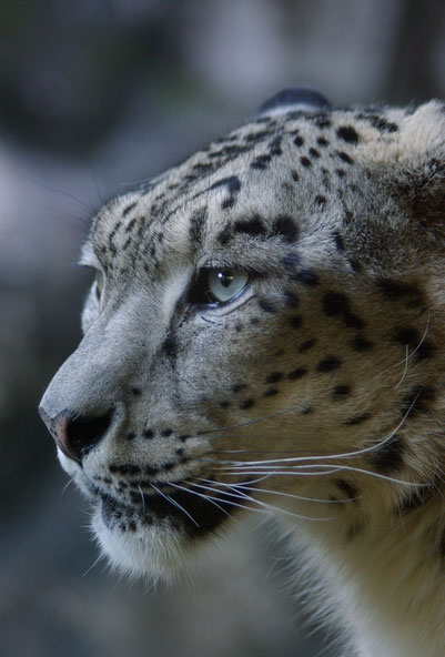 横顔 動物園写真 晴れときどき雪豹 横顔 動物園写真 晴れときどき雪豹