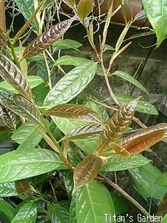 b0099813_12415752.jpg