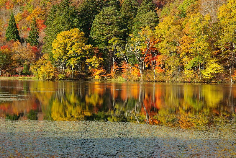 観音沼森林公園の紅葉 畦道 山道 デジタル散歩