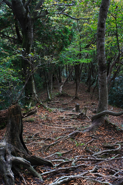 秋晴れの森林公園 Vol.4 もみじ平編_d0120622_1810076.jpg