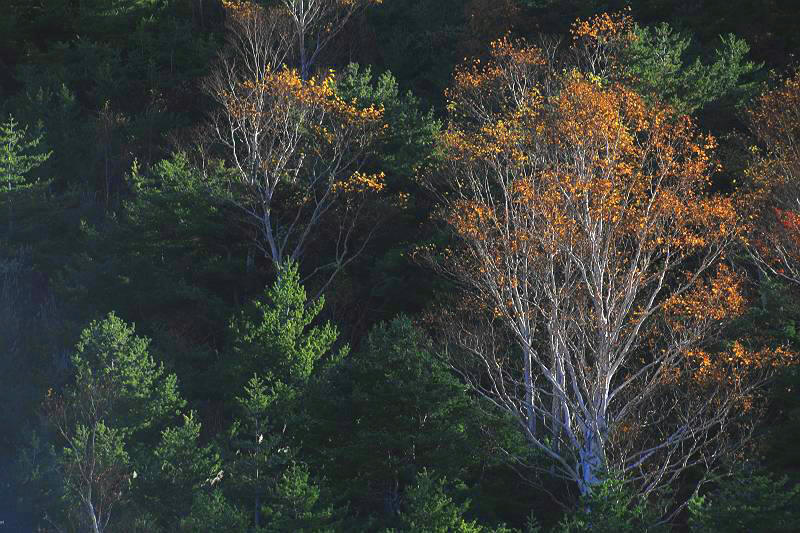 吾妻山 福島市山域の紅葉　吾妻スカイライン（１０月２４日撮影）_d0106628_3401751.jpg