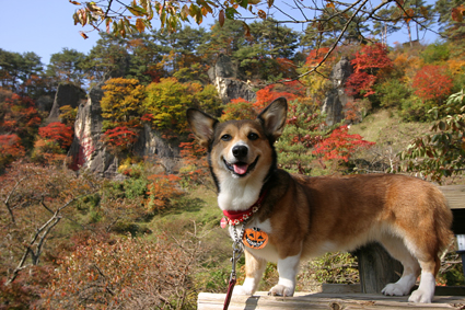 君待つと　犬座らせて　屏風岩_b0031538_23453990.jpg