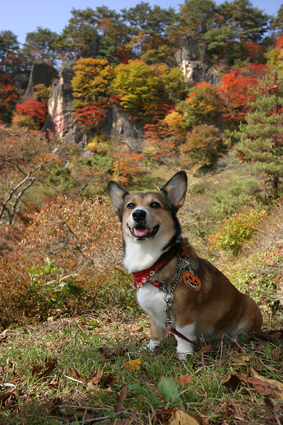 君待つと　犬座らせて　屏風岩_b0031538_23482171.jpg