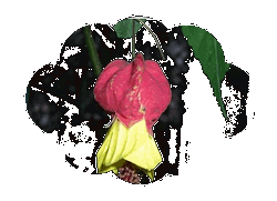 f0031546_227279.gif