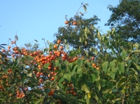 c0108460_17331217.jpg