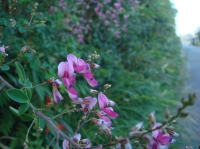 c0108460_17333581.jpg