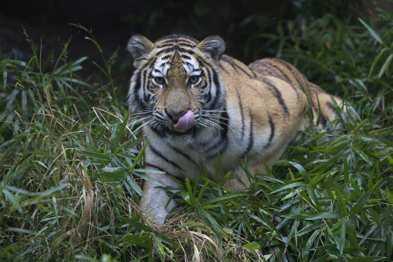 多摩動物公園173_e0060169_5584274.jpg