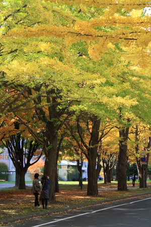 北海道大学の銀杏並木_b0103470_216852.jpg