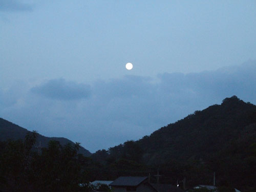 月、猫、夕陽、月。_e0028387_3124777.jpg