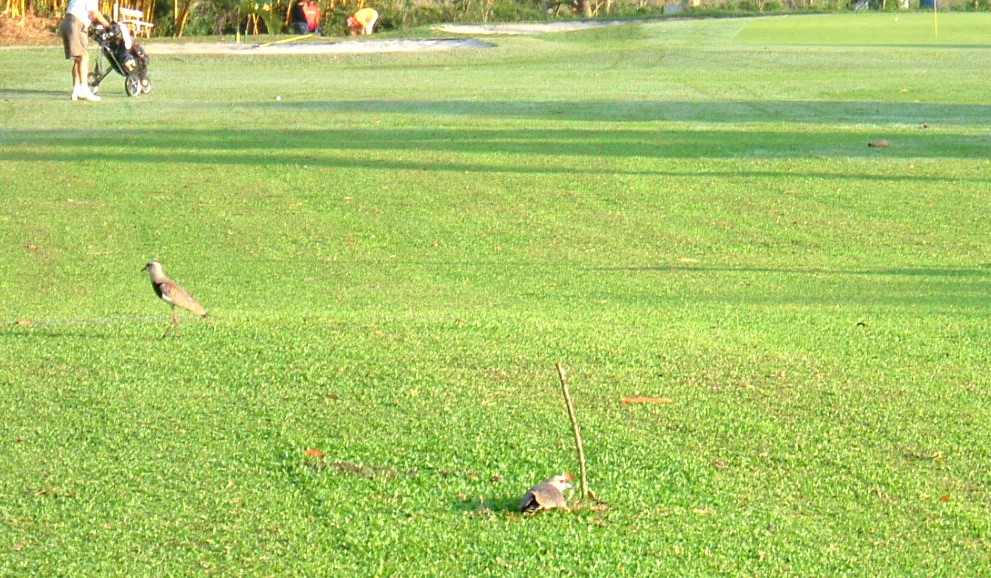 e0118096_8164895.jpg