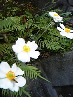 c0037701_013543.jpg