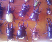 f0143202_12445846.jpg