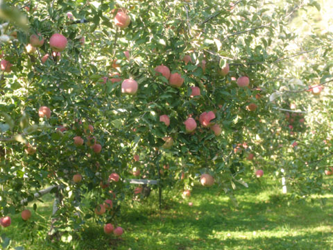 a0051128_53339.jpg