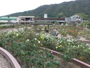 吉海バラ公園にて（今治市吉海町）_c0034228_2316304.jpg