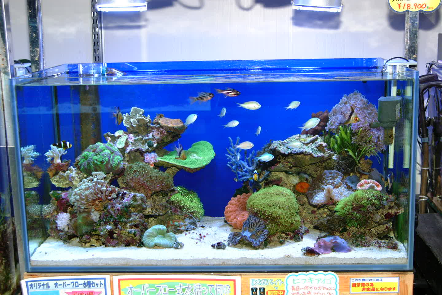 海水魚専門店 海水魚販売 ティアラ横浜店