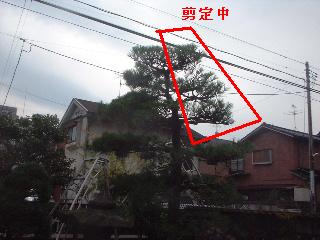 松の剪定・・他_f0031037_15571265.jpg