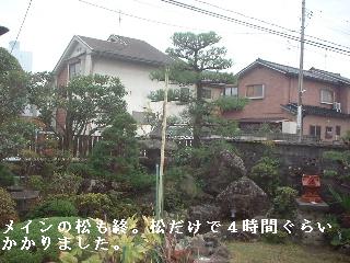 松の剪定・・他_f0031037_15575616.jpg