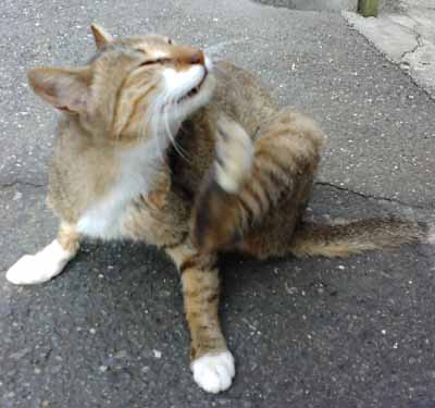 どら猫大将 ガンダマンブログ どら猫大将 ガンダマンブログ