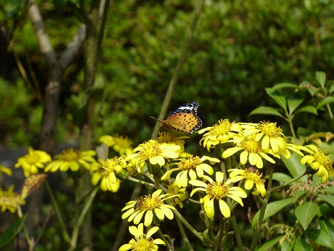 花とチョウ　_c0079001_19592219.jpg