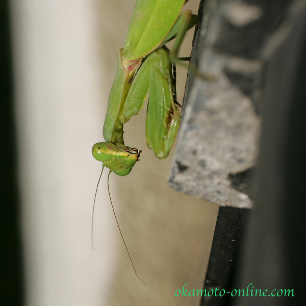 蟷螂　カマキリ_c0010111_22462752.jpg