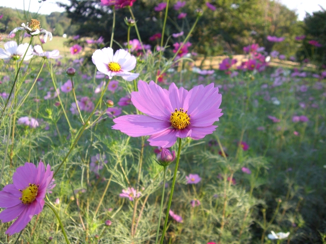 ☆１０月の茅ヶ崎里山公園☆_d0023818_10303776.jpg