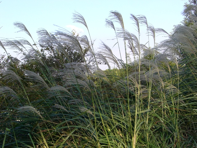 ☆１０月の茅ヶ崎里山公園☆_d0023818_1031495.jpg