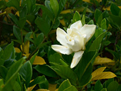 f0086618_21533083.jpg