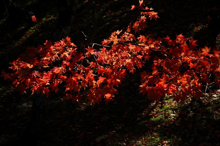 蓼科湖の紅葉_c0050853_20524511.jpg