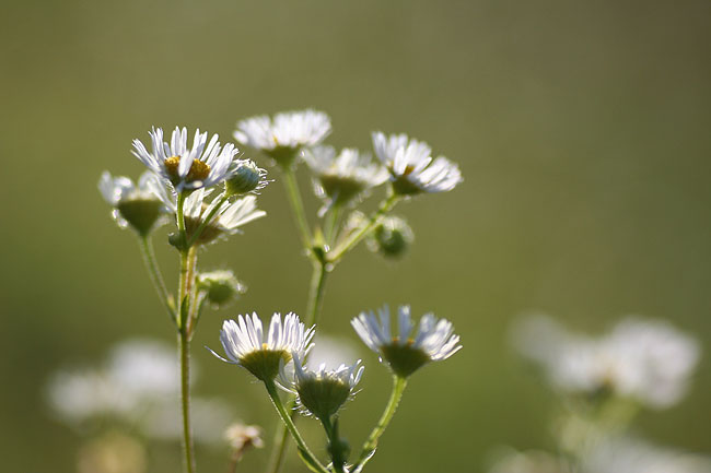 野辺の花_a0052155_21251984.jpg