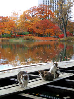 札幌散歩 中島公園 “紅葉散歩”_c0097856_1983138.jpg