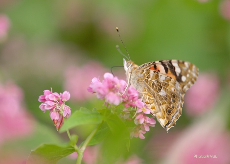 赤蕎麦の花_b0078874_15102613.jpg