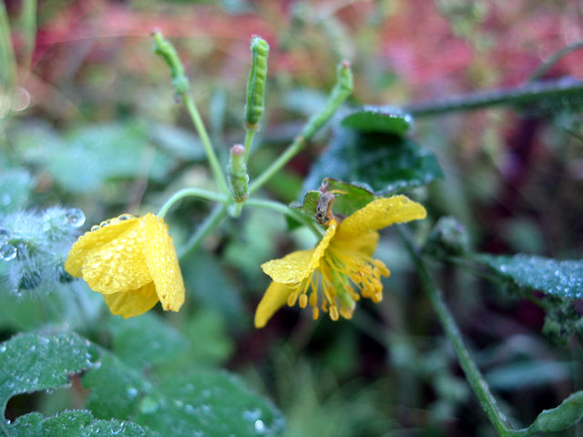 ■今朝の花々_f0015474_7263246.jpg