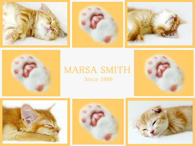 可愛い子猫の壁紙 マーサスミスの仔猫たち