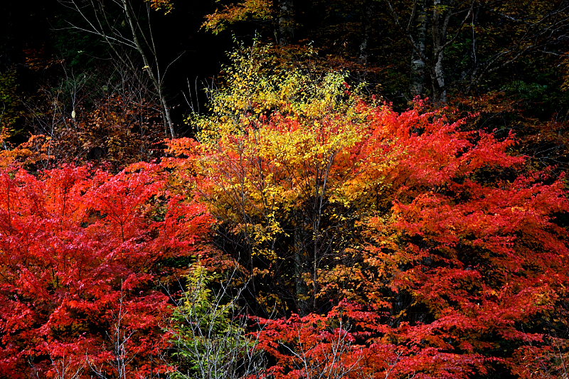 紅葉最前線まで２００ｋｍ！ パート３ _f0080076_20545043.jpg