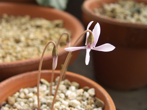 Cyclamen　-　intaminatum　・　Ｆｅｄｅｒｉｆｏｌｉｕｍ_c0019177_1557175.jpg