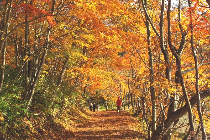 観音沼森林公園の紅葉 パート３ 畦道 山道 デジタル散歩