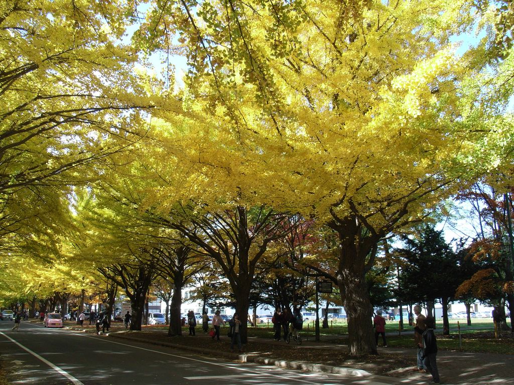 イチョウ_c0025115_219512.jpg
