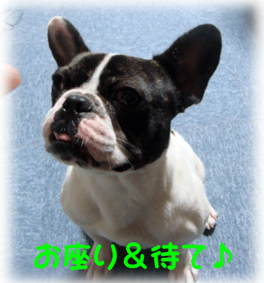 b0078030_2122432.gif