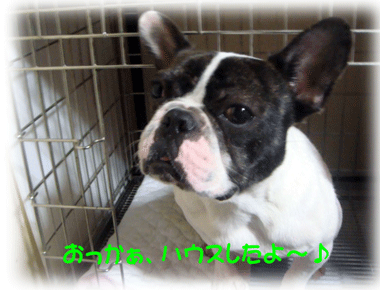 b0078030_2135175.gif