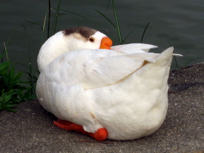 ● あ!昼寝? ー 東広島市八本松 大沢田池ー_a0033733_12161757.jpg