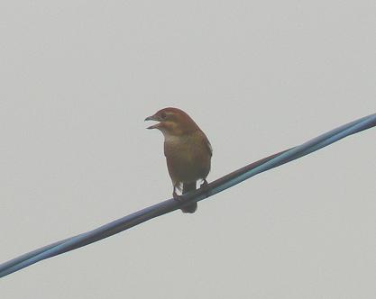 c0109235_024588.jpg