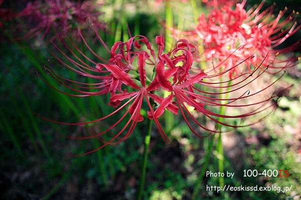 《花》　彼岸花1　18-55mm（興禅院）_c0080036_1181618.jpg