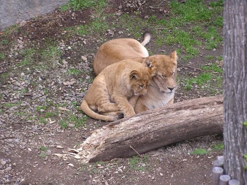 旭山動物園フォトコンテスト_b0006537_22393948.jpg