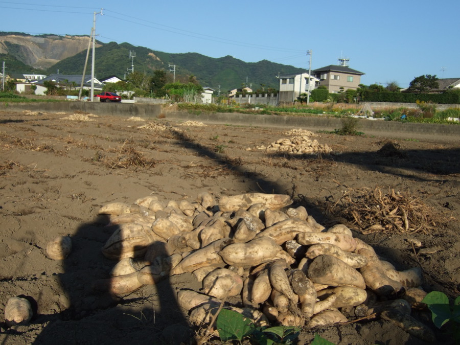 鉄葎(カナムグラ)ー先週の散歩コースから_b0060239_21113765.jpg
