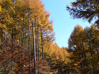 横谷峡の紅葉_f0019247_22305756.jpg