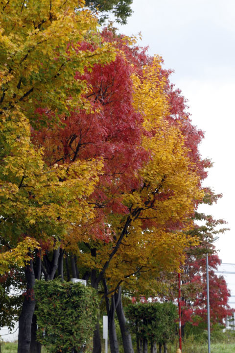 e0100772_233144.jpg
