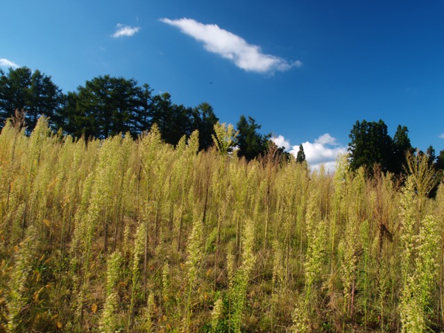 a0025576_227241.jpg