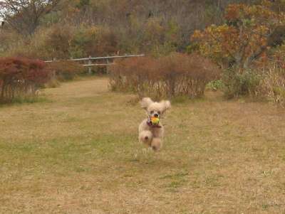 北海道紅葉編　１日目　羽田⇒函館_f0118293_2149639.jpg