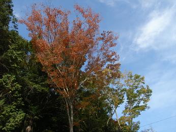 紅色の風景_d0087595_154783.jpg