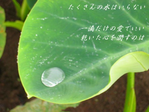 f0156895_1811181.jpg
